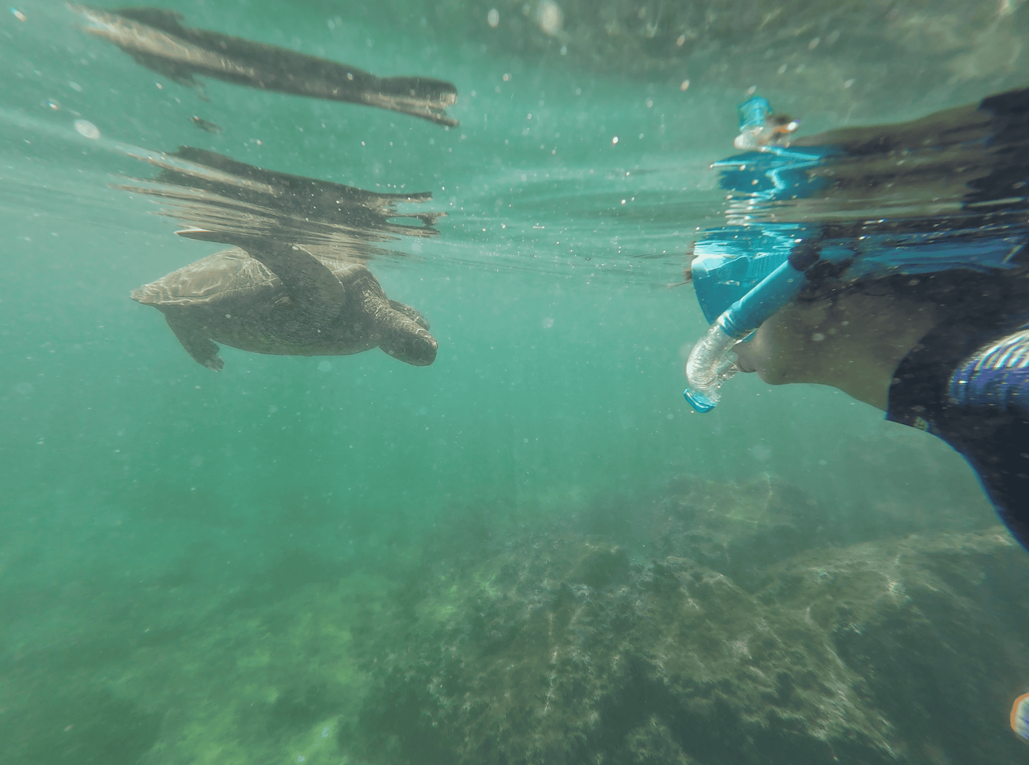 Underwater shot girl snorkeling next to a seat turtle.